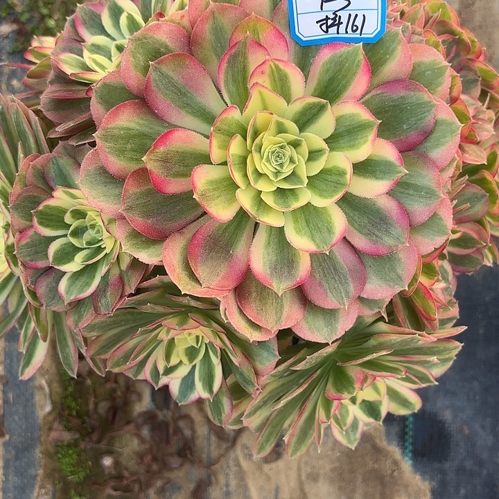 玉姿多肉法师不包损161