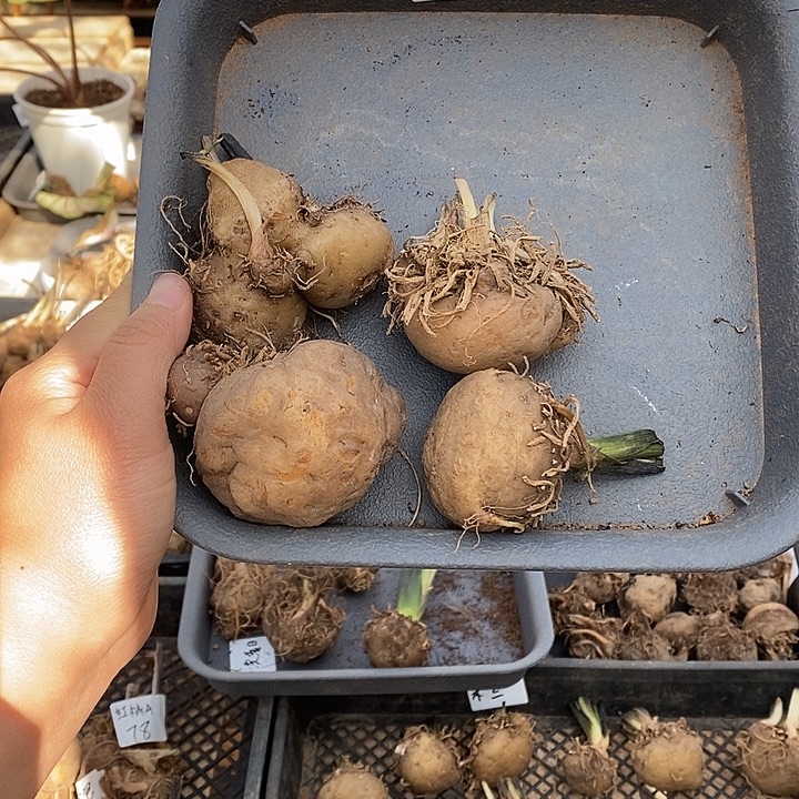 完全开放种球编号A002