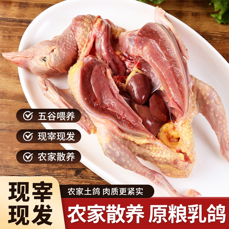 山东农家散养土鸽 杂粮喂养营养新鲜土鸽