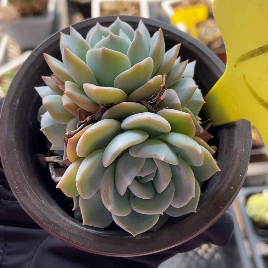 15白茶多肉植物保护