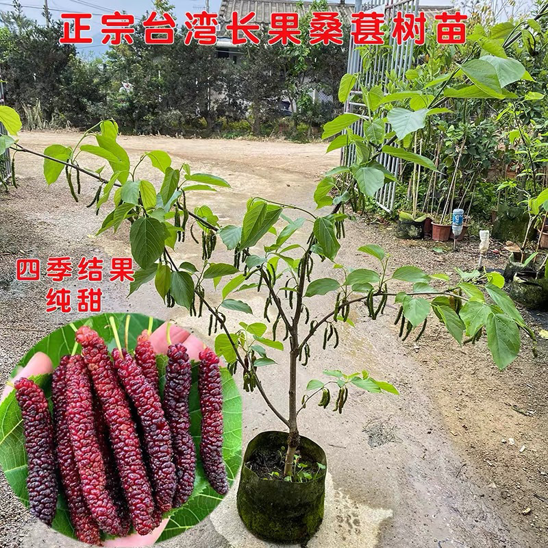 正宗台湾长果桑苗带果嫁接桑葚树苗无籽黑桑果树四季开花结果包邮