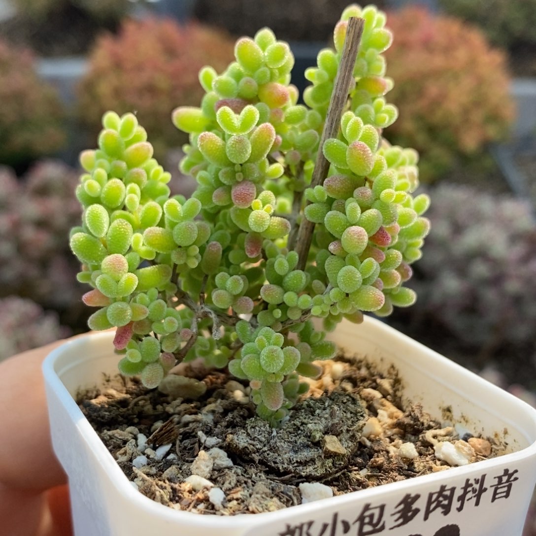 蜜橘糖球5982枝干番杏