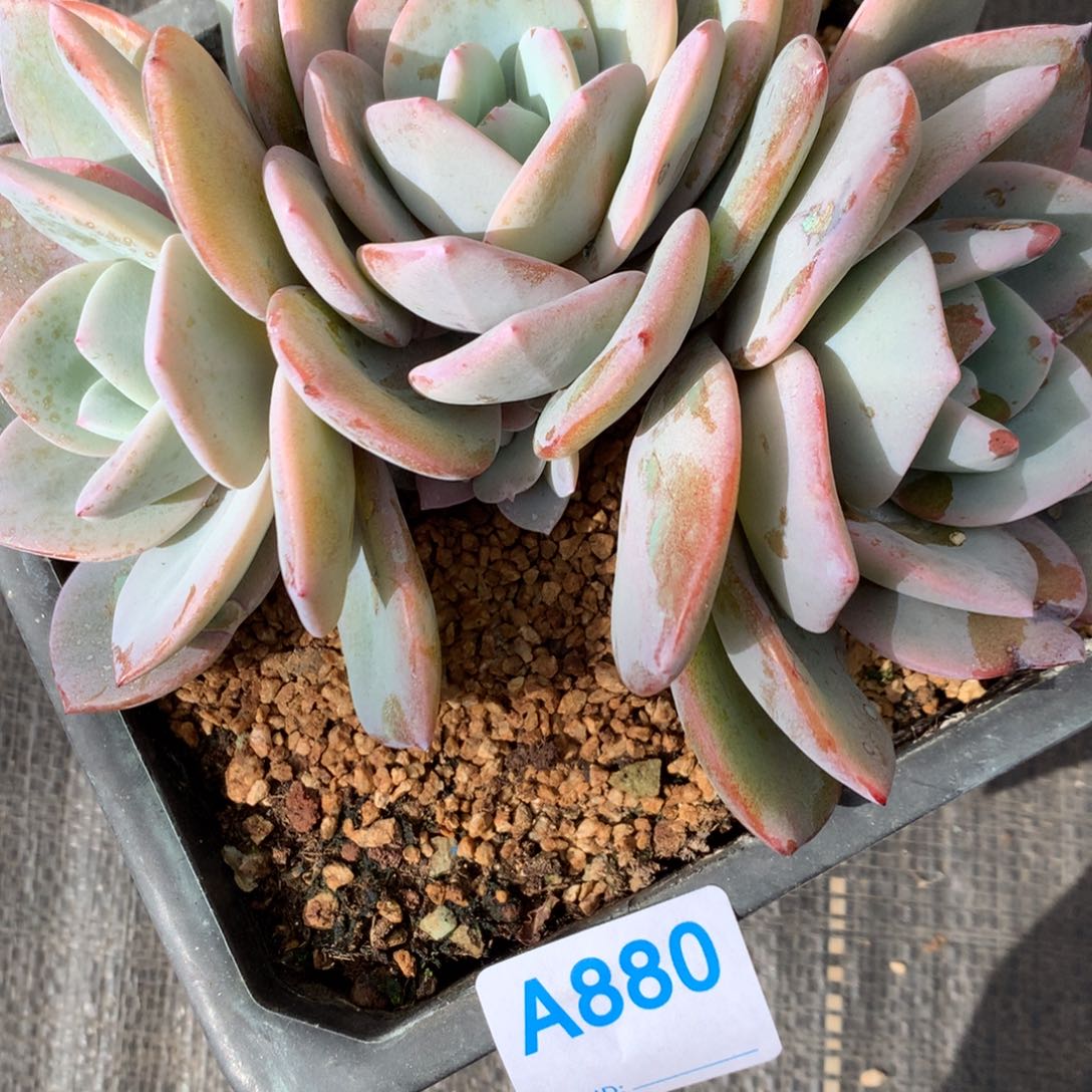 A880多肉、售后范围7天内