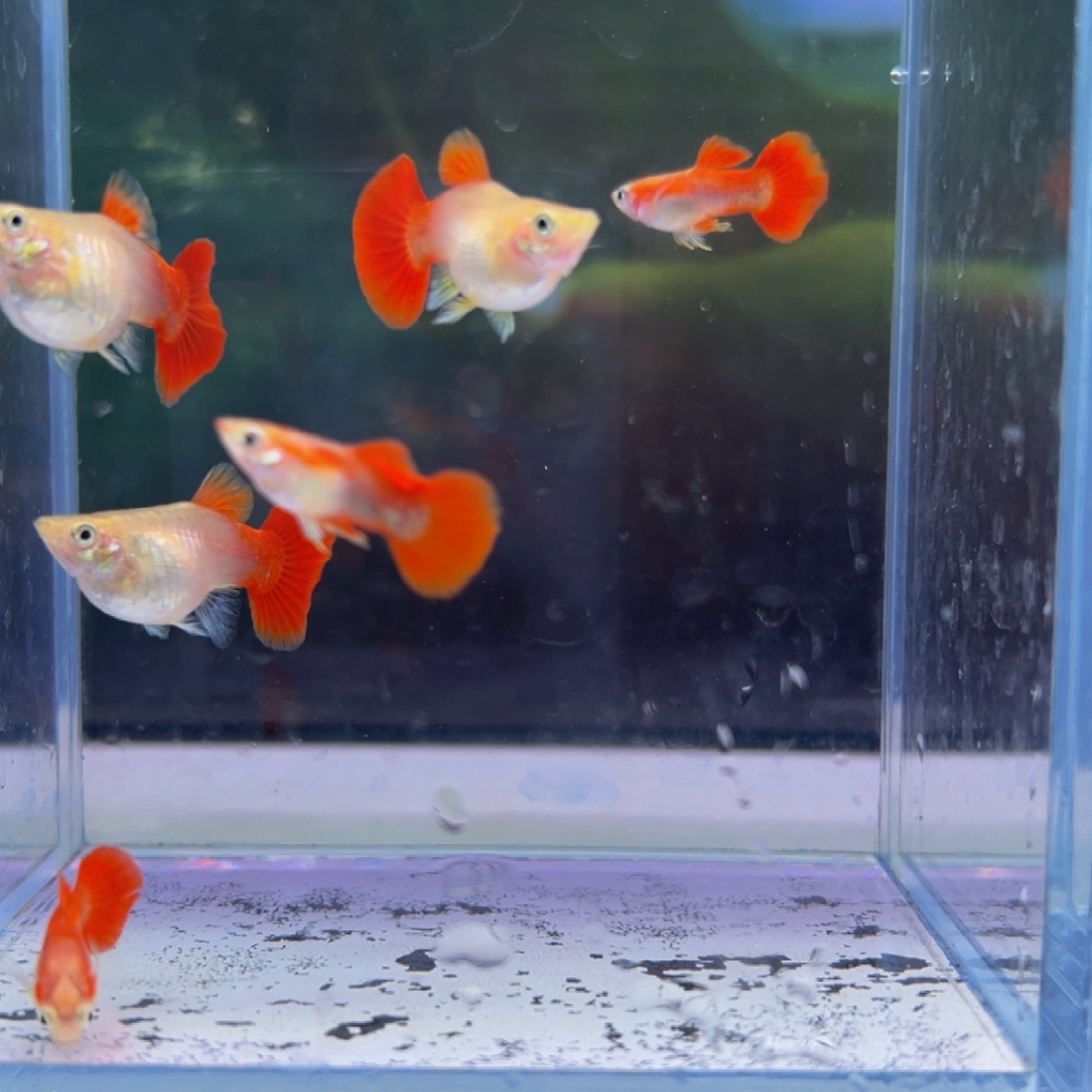 海水鱼黄爆球 种鱼一对