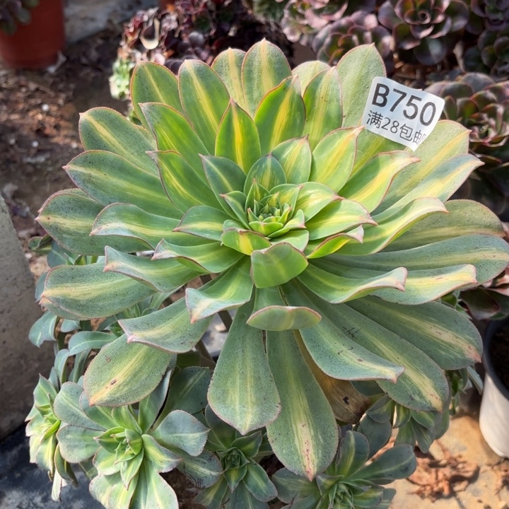 黄忠班处氧化黑斑不包断头750