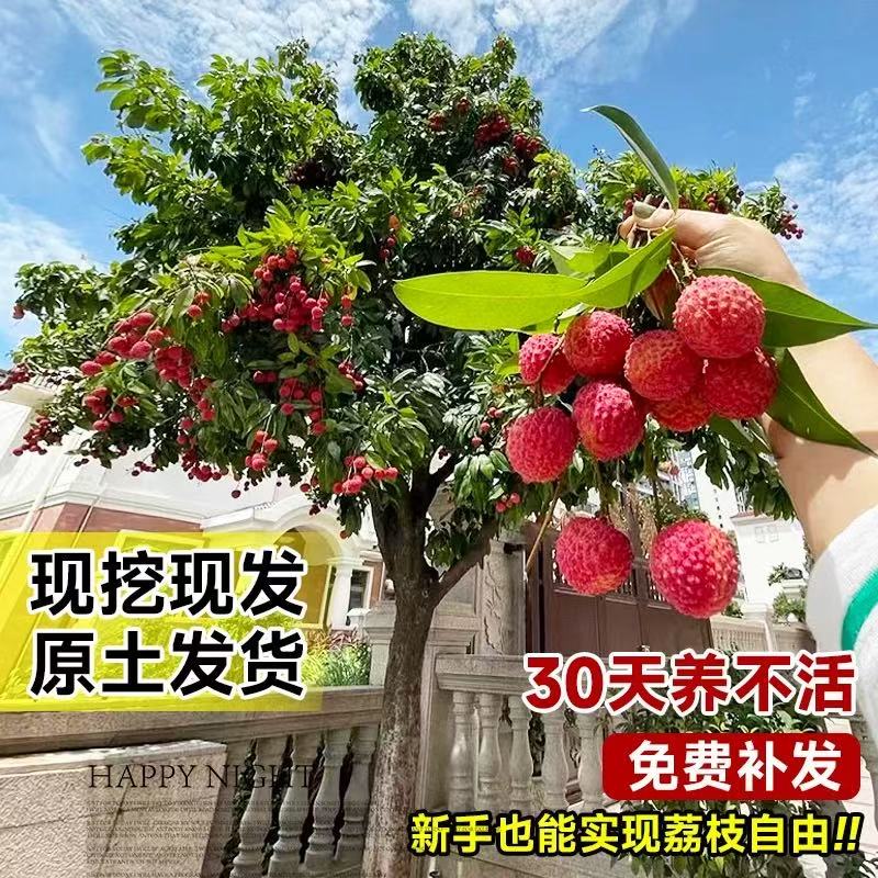 荔枝树苗仙进奉冰荔枝妃子笑桂味无核荔枝苗盆栽庭院嫁接果树苗  