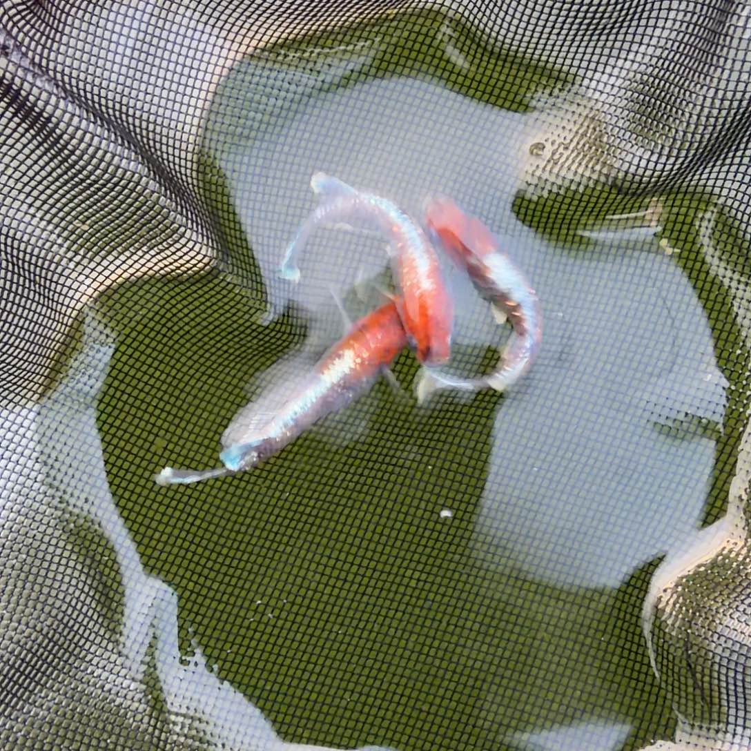 青鳉鱼编号 52  04  3 条