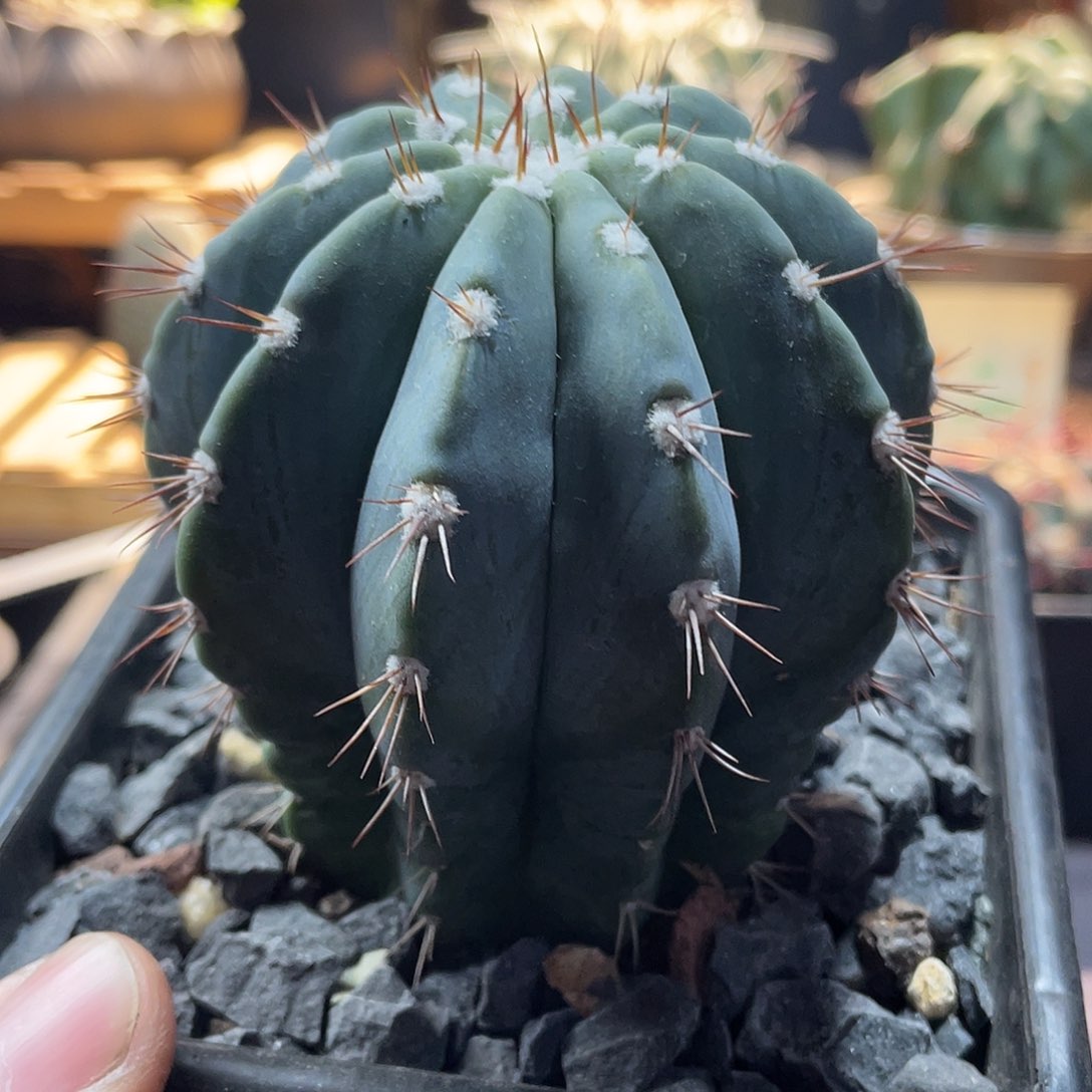 078实生根蓝云仙人球