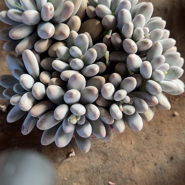 范***肉汤圆多肉植物的生长