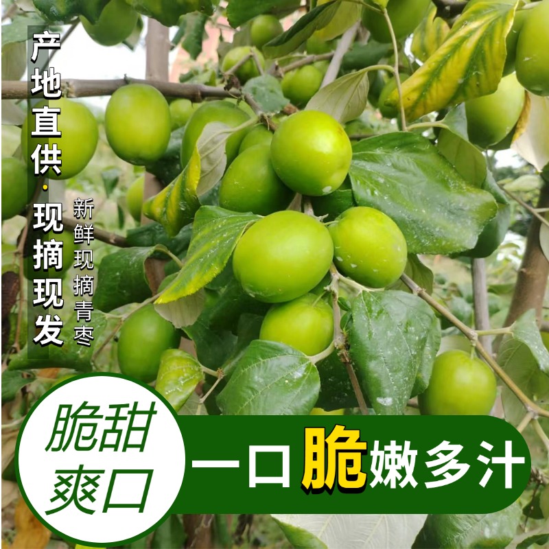 【牛奶甜脆青枣】楚雄新鲜大青枣应季水果肉厚鲜甜爽口