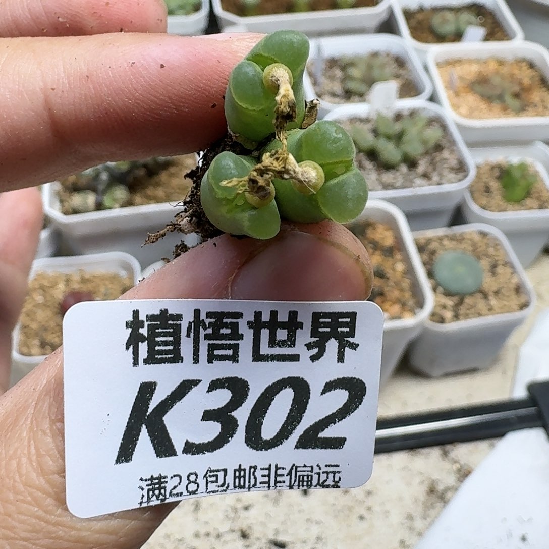 多肉植物的润泽fg