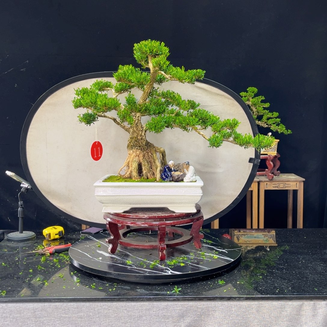 ツ***ツ完全开放黄杨盆景