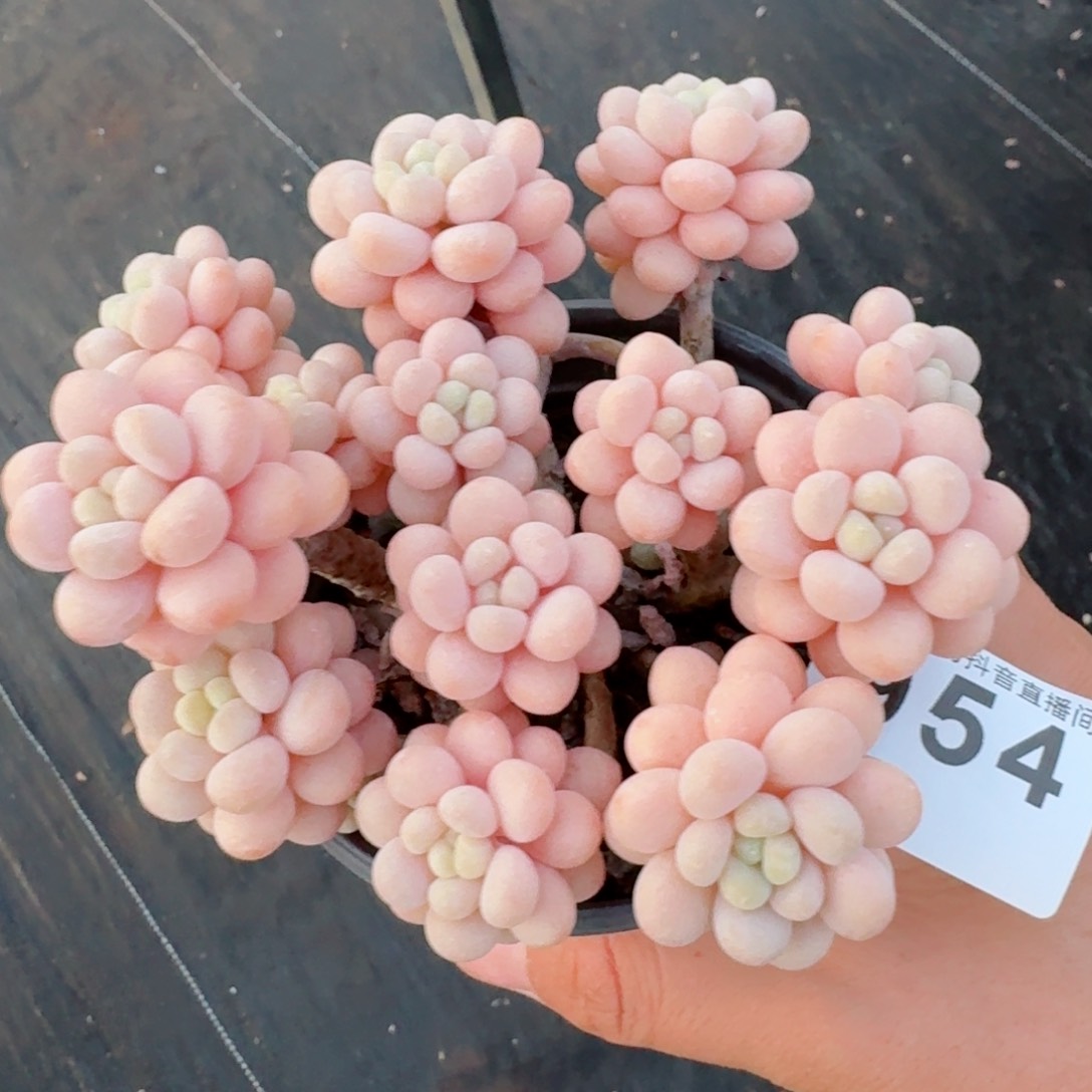 洛可可         精品多肉