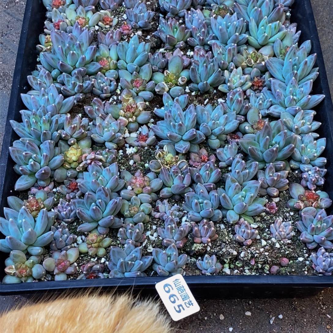 杨***沙665的人和我一起看