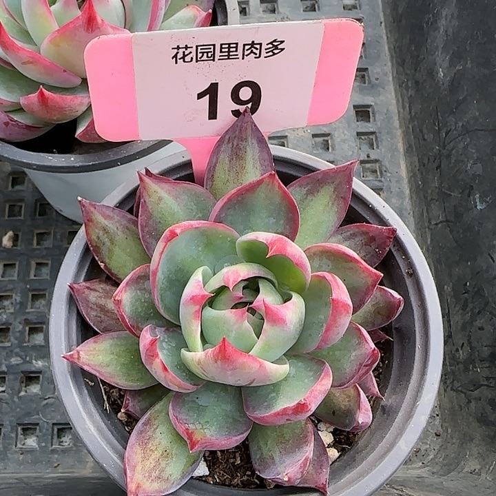 19 惊鸿仙子多肉植物6-9cm