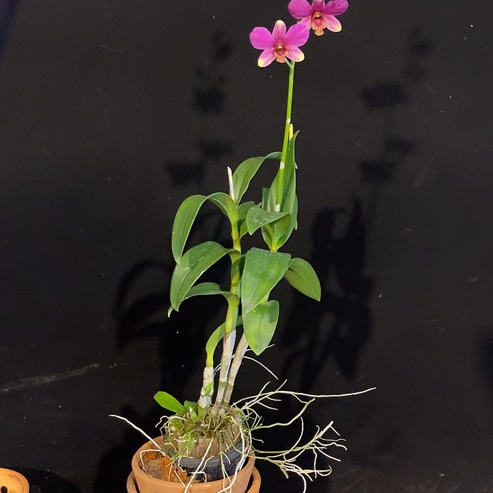 当前无花朵，栽培后可花朵个体兔1233