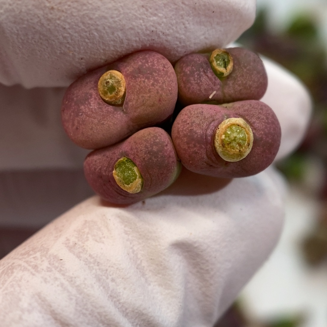 多肉植物肉锥杂交K-32