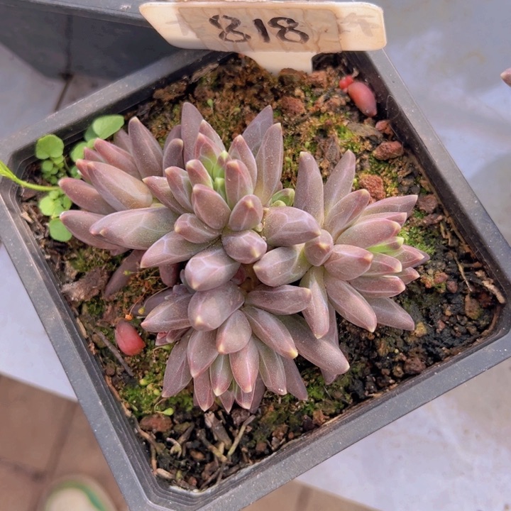 健健康康平平安安