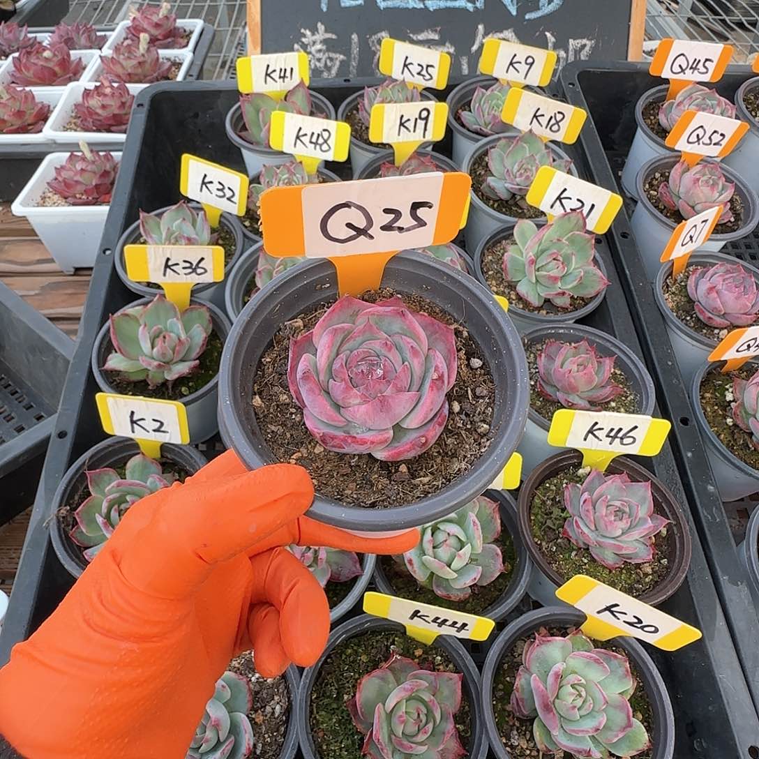 妄*Q25惊鸿单头多肉