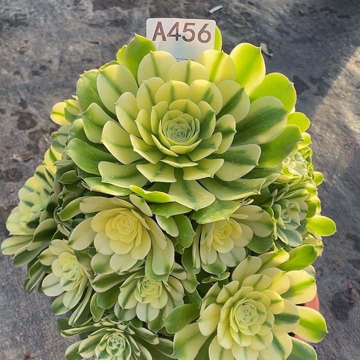 辛尼亚多肉植物456