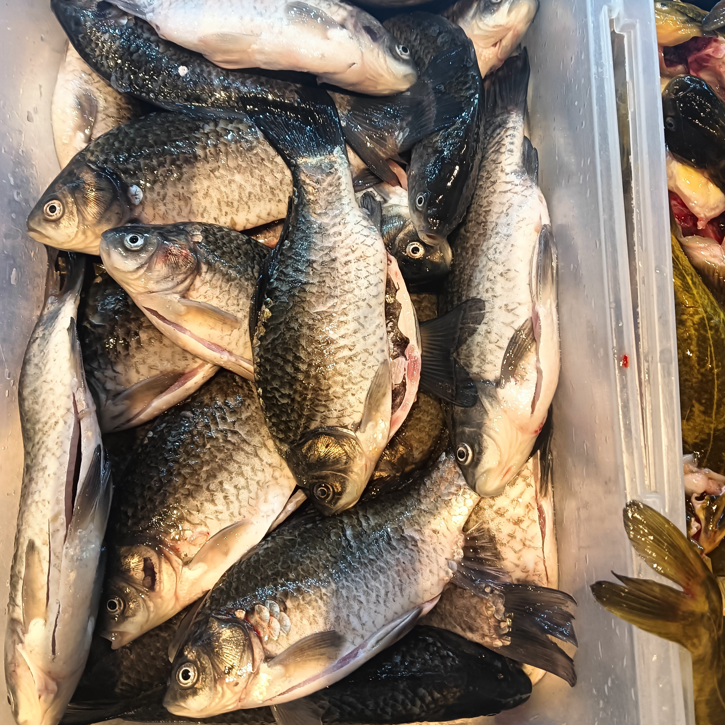 吉林镇赉哈尔淖有机江鲫鱼