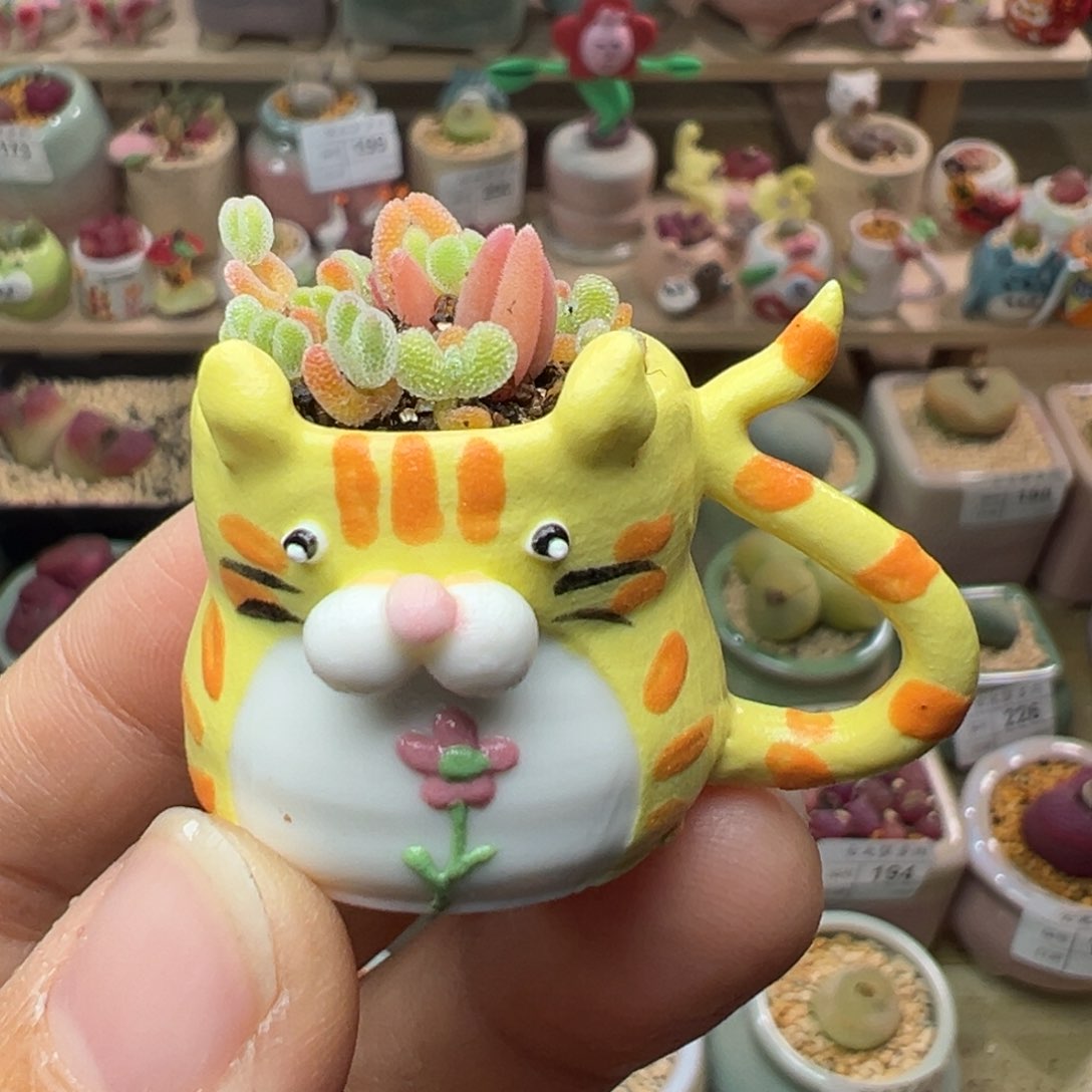 多肉植物266号拇指盆