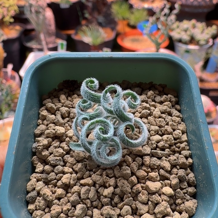 多毛特卷G L弹簧草834