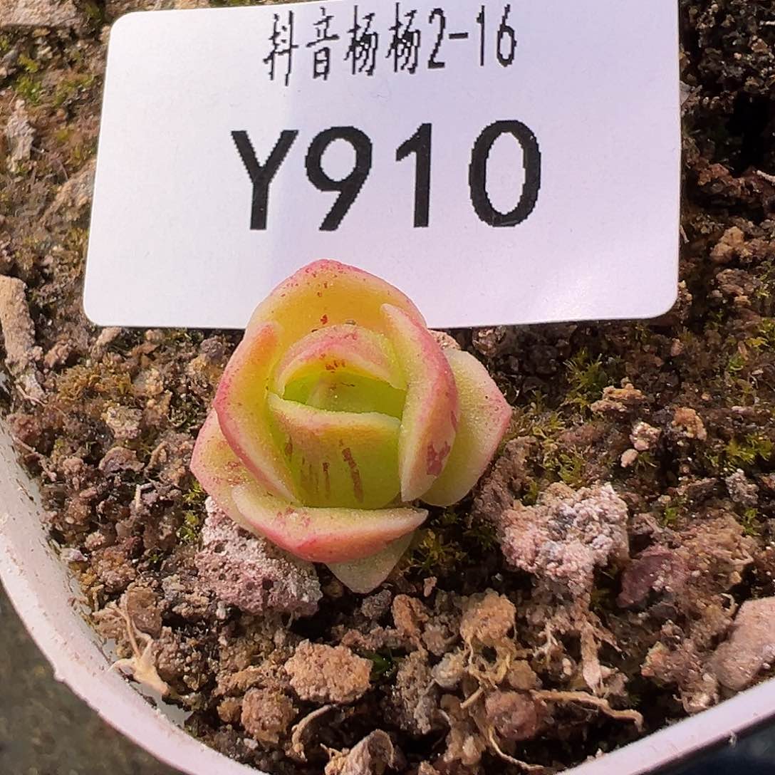 杨910 黄金x各种 小鼻屎