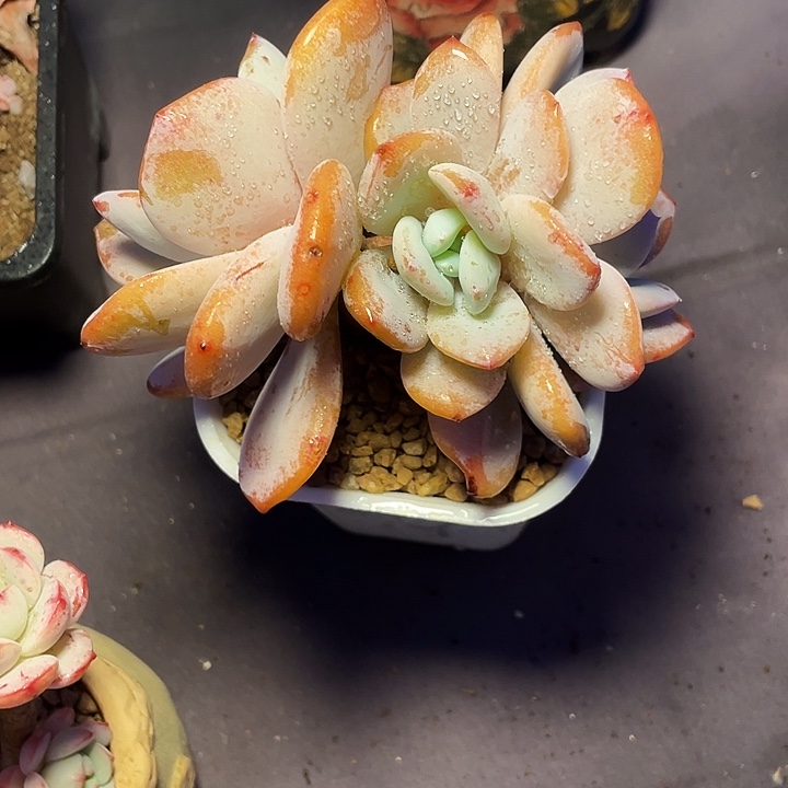 屿***多肉植物奶茶发货