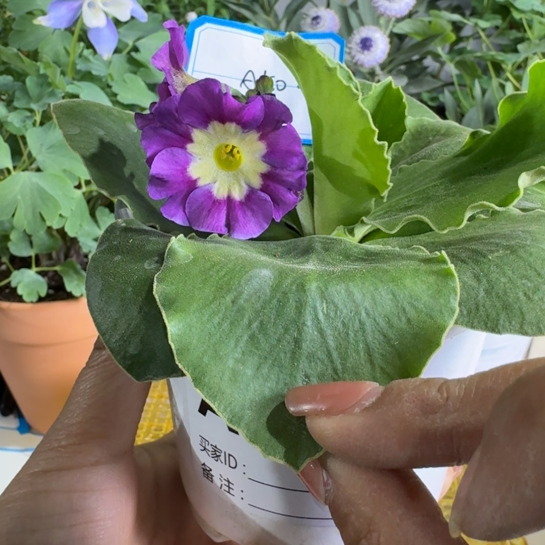 一物一拍    耳叶A502