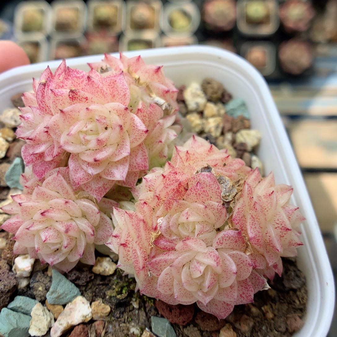 W13两群，20包邮两天凑单偏远不发货