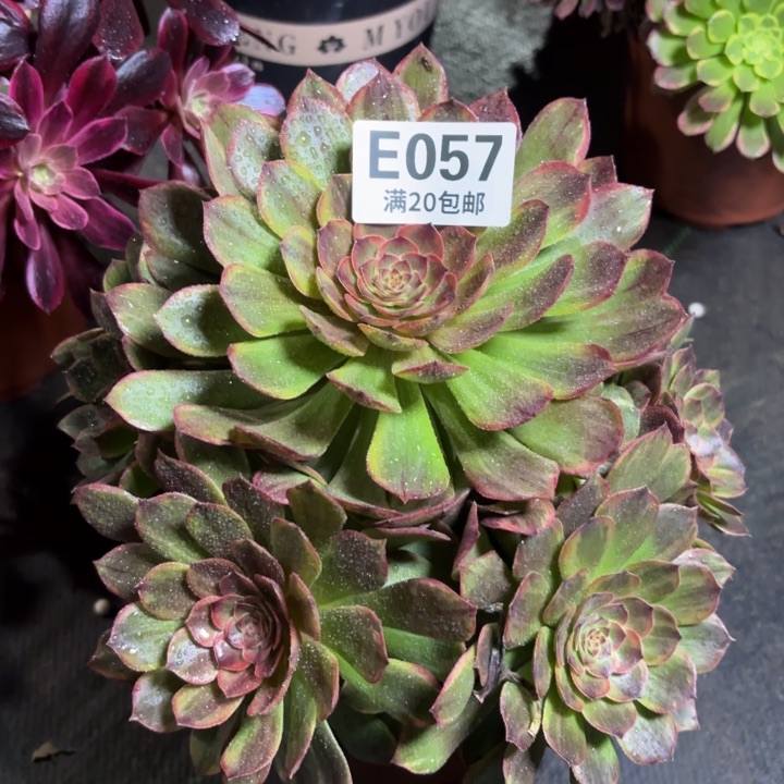 瑞妈一物一拍057