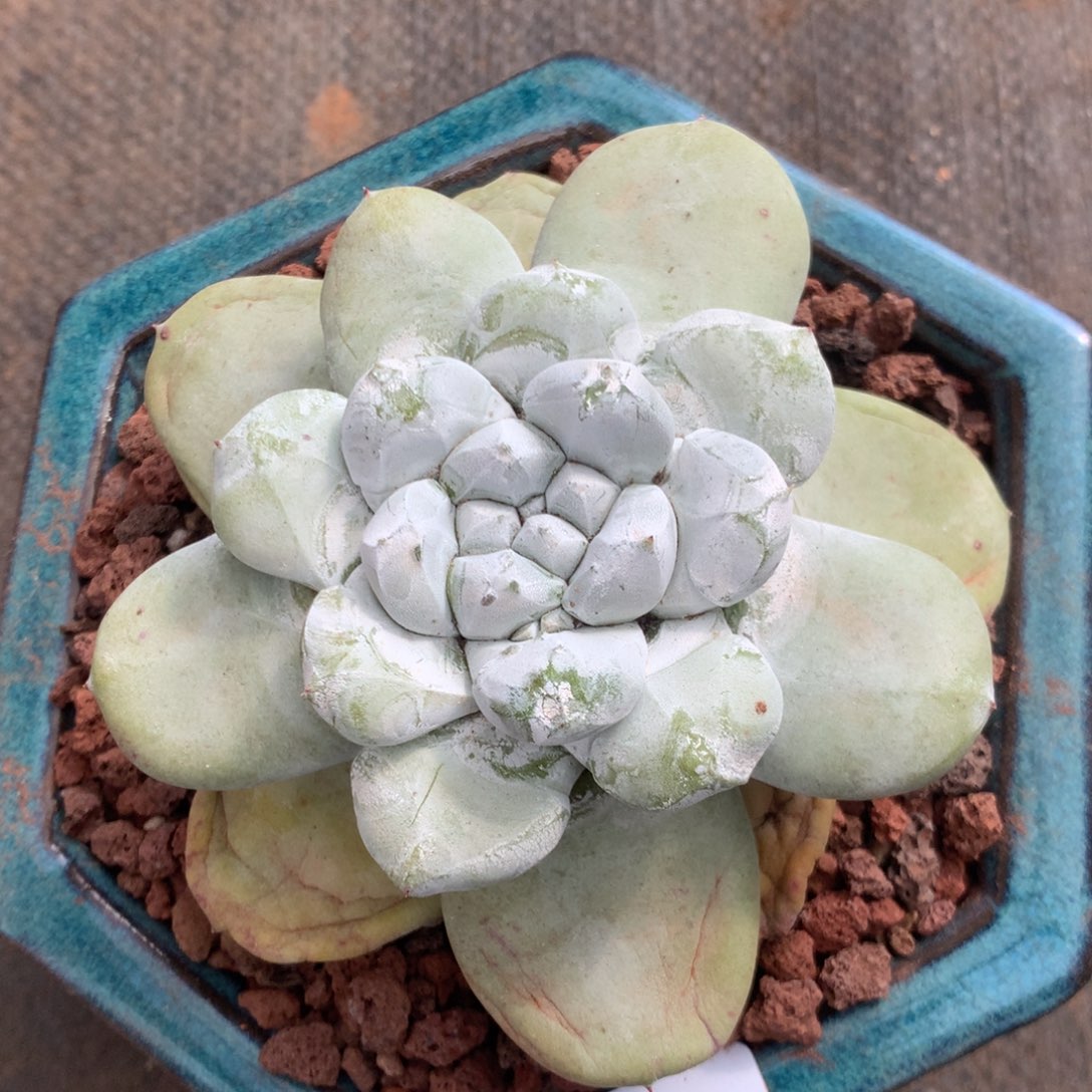 Z***.拇指，2月8日发货