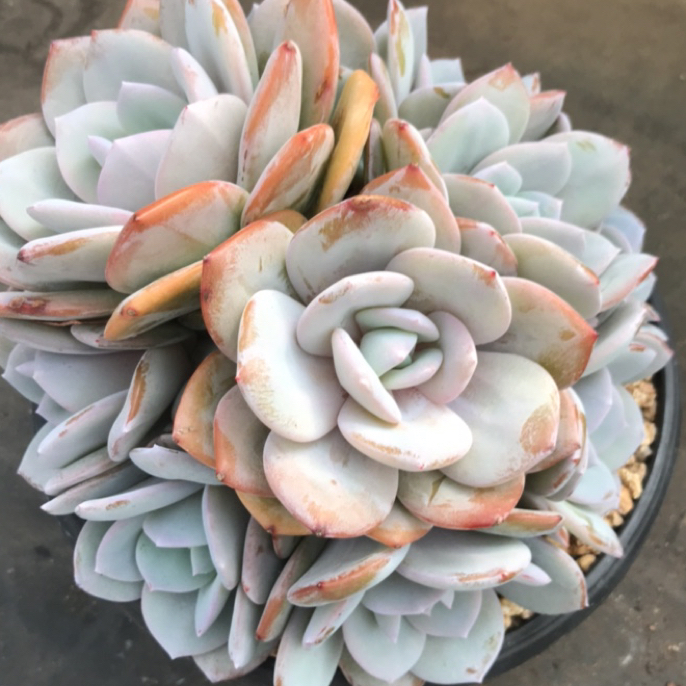 冰玉群生老桩多肉植物脱土发货适合阳台盆栽