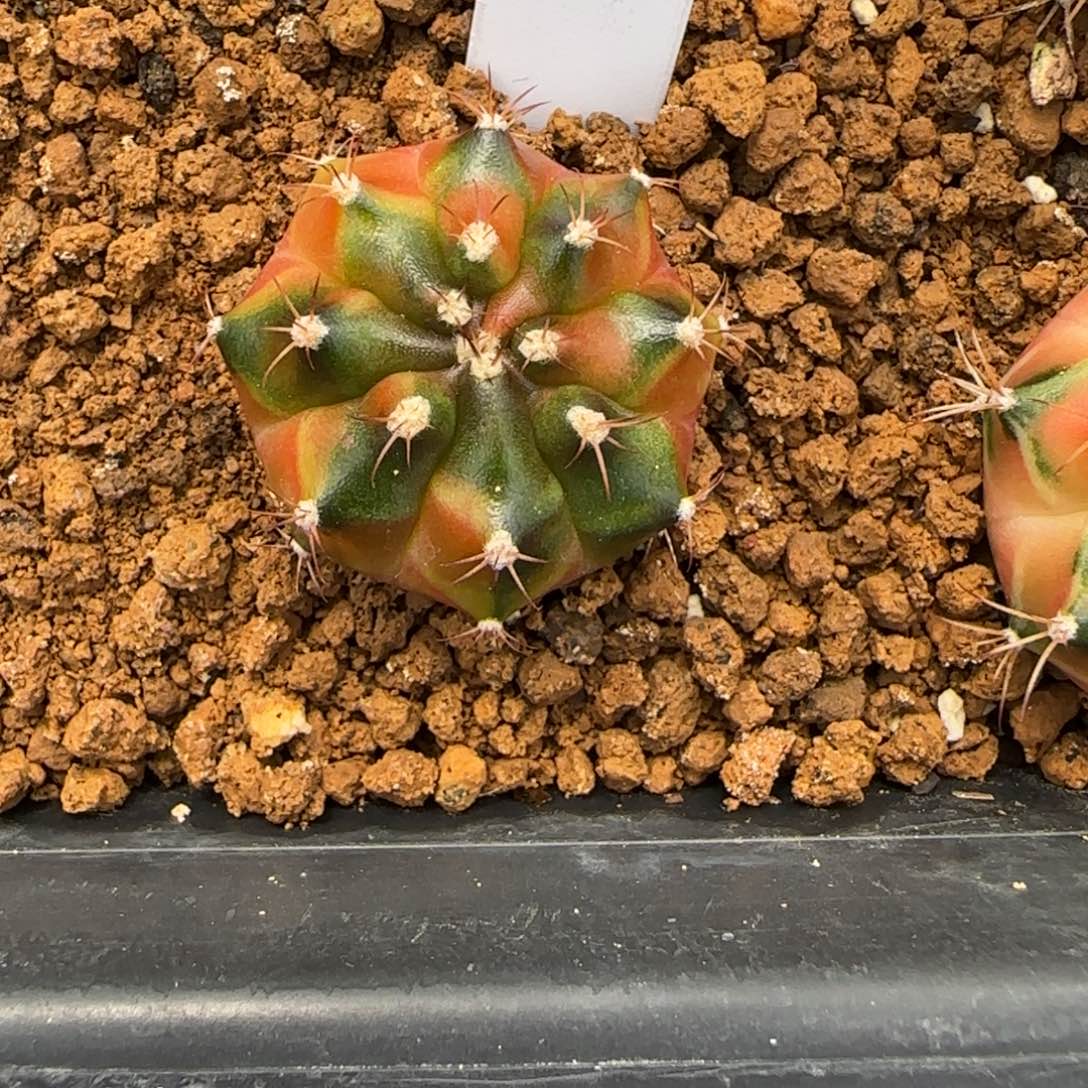 198-0116泰国发货奈奈多肉