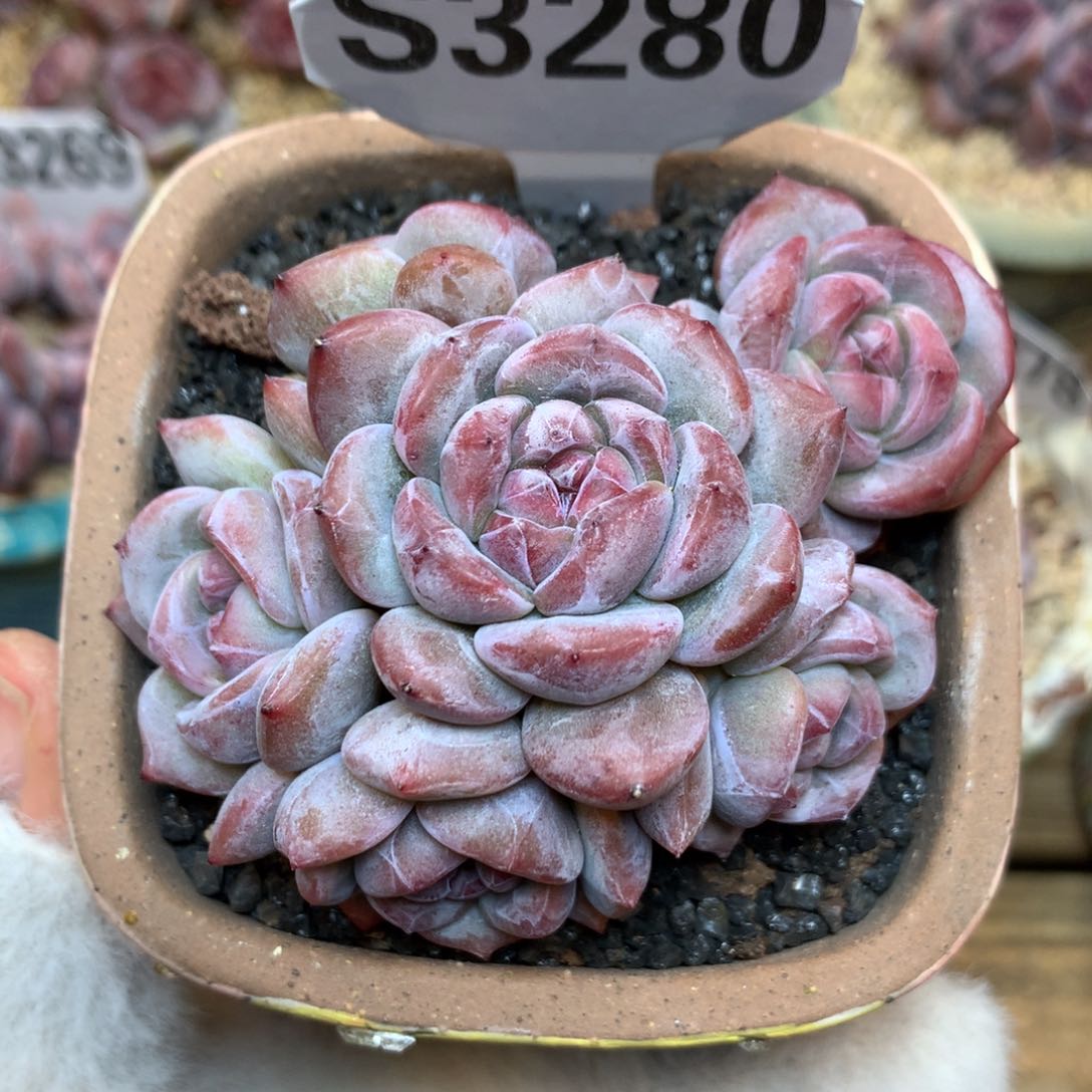 S3280 星影石榴籽 玫瑰花脸