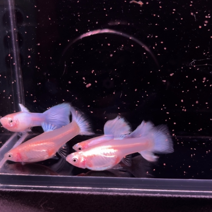 孔雀鱼紫霞仙子2对