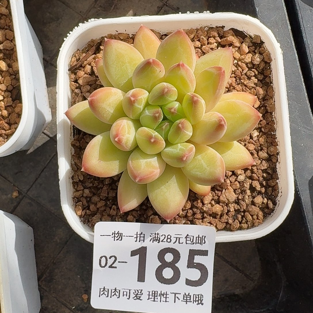 胖体青花瓷无盆土发货无盆