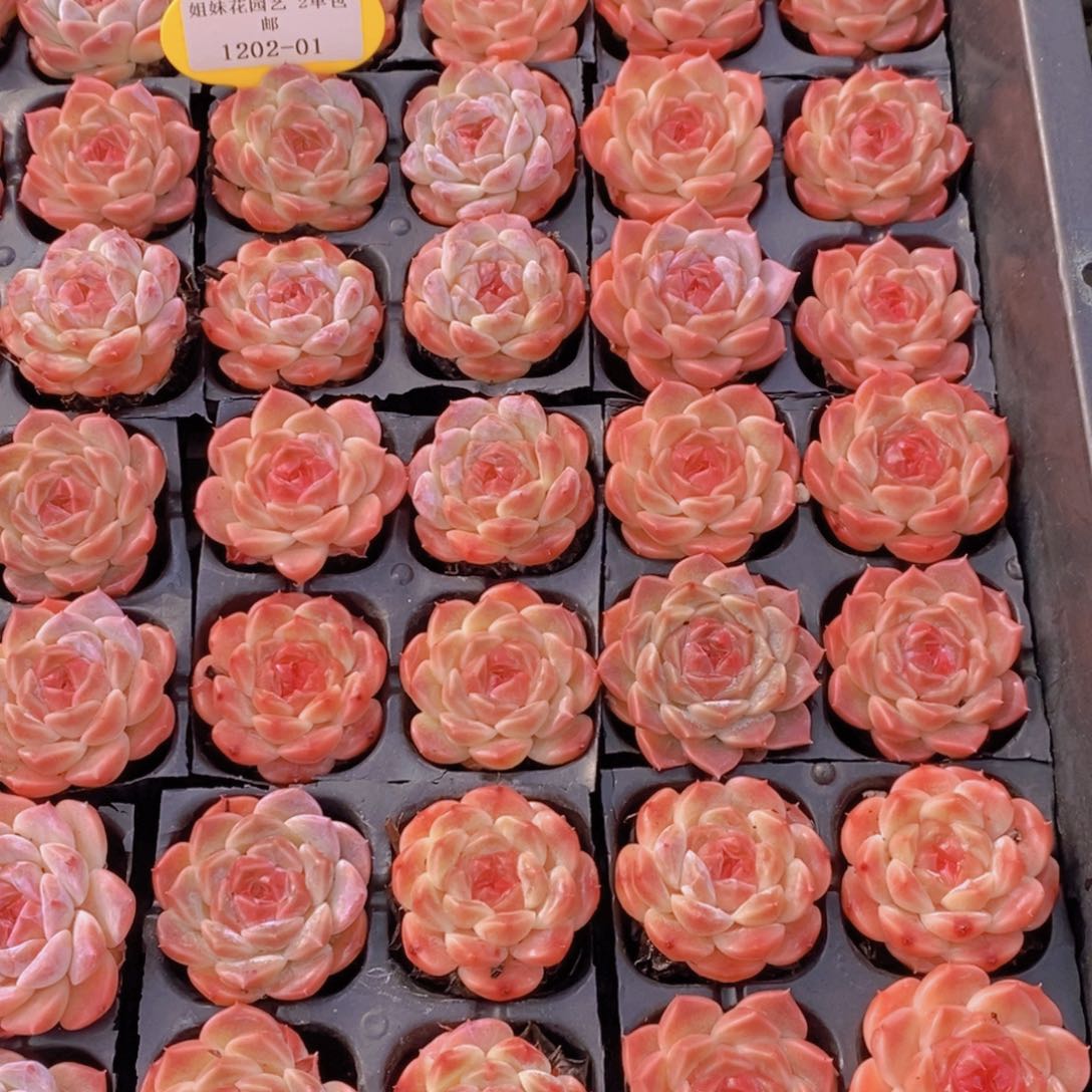 1202-01-精品樱花冰魄单头四个