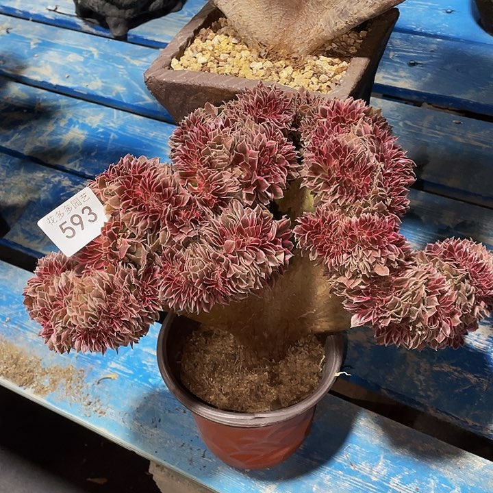 593号女神法师缀化