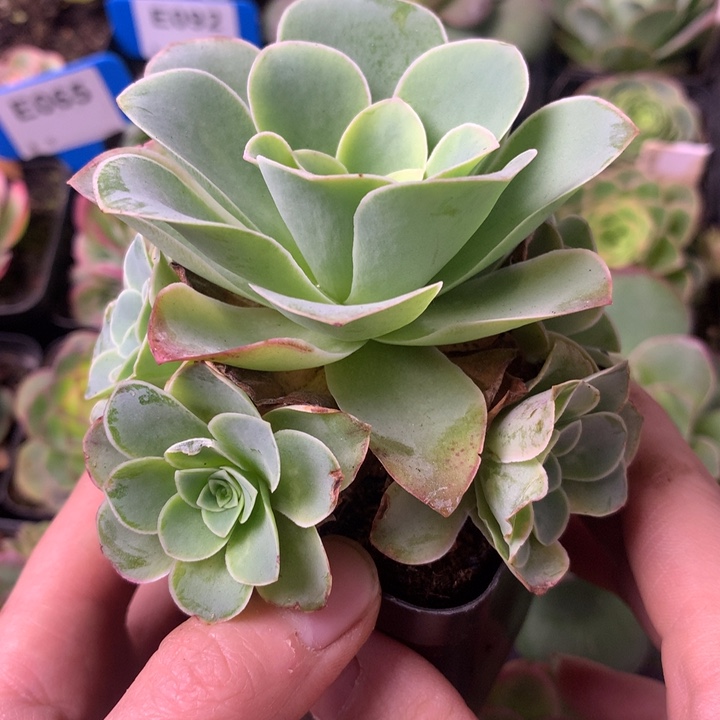 可***丢一物一拍清风挽109