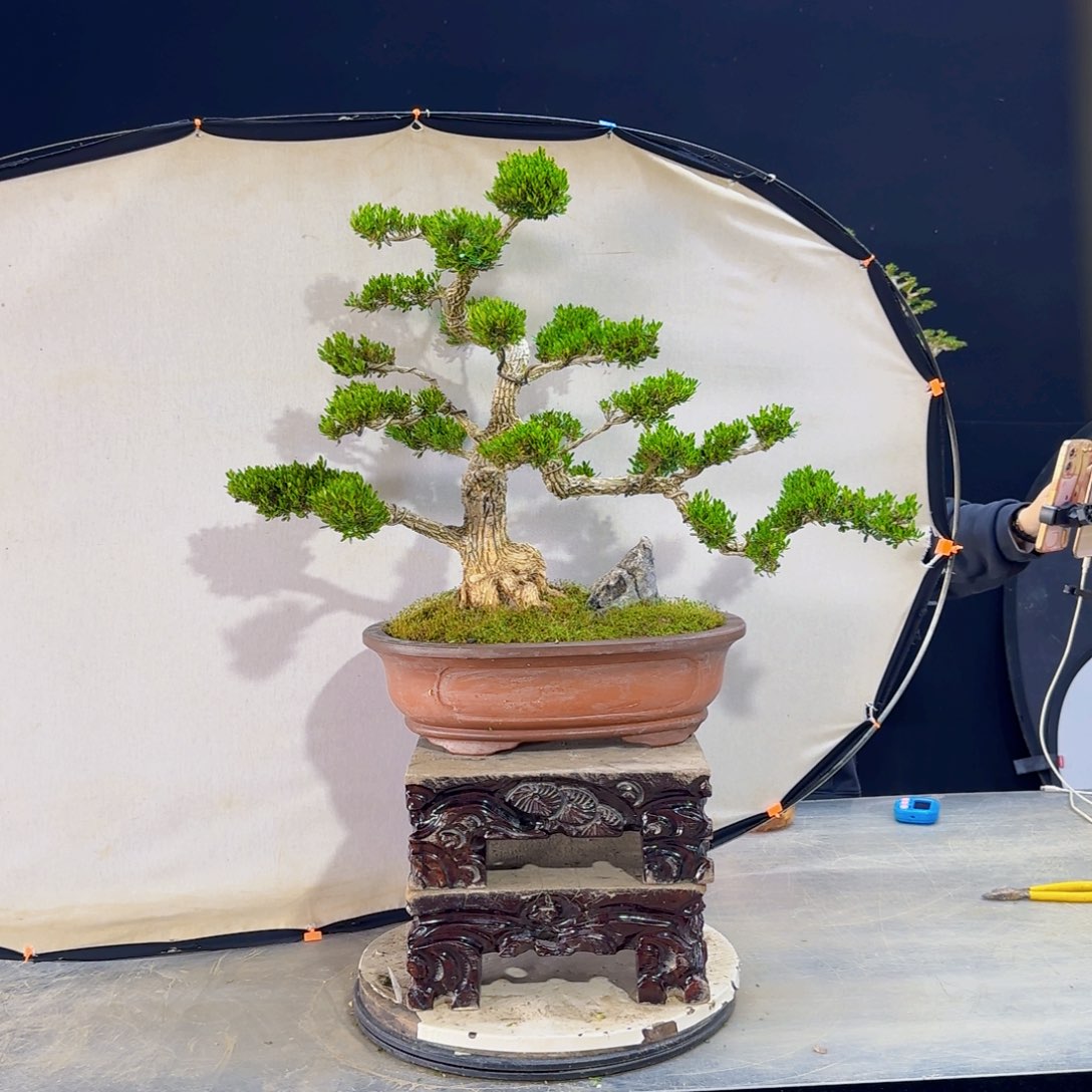 高端皱皮黄杨盆景