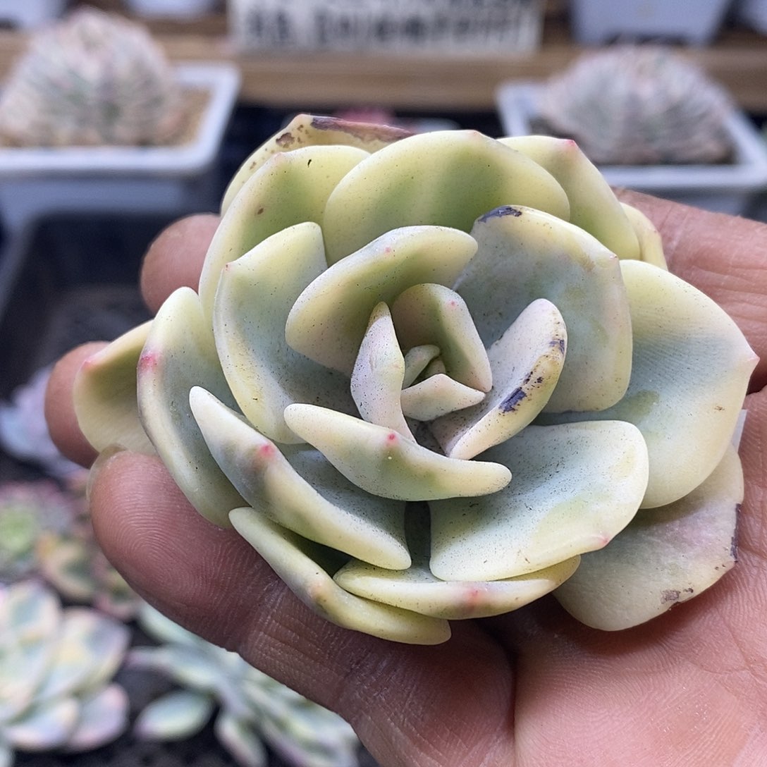 0548 白月光覆轮锦头盖