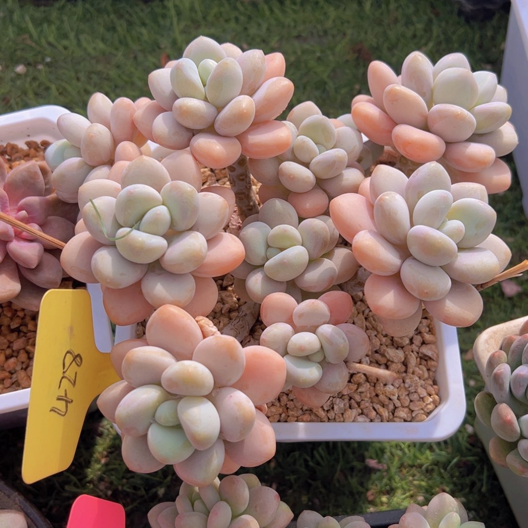 香玉的故事是一个人的