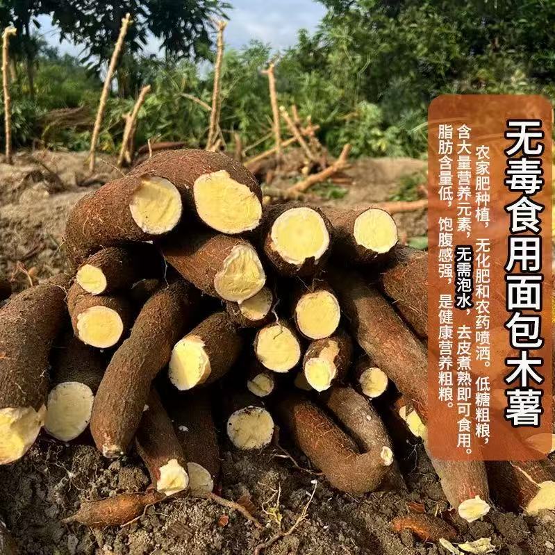 广西黄心现挖新鲜正宗板栗鸡蛋黄木薯粉糯黄肉面包木薯新鲜