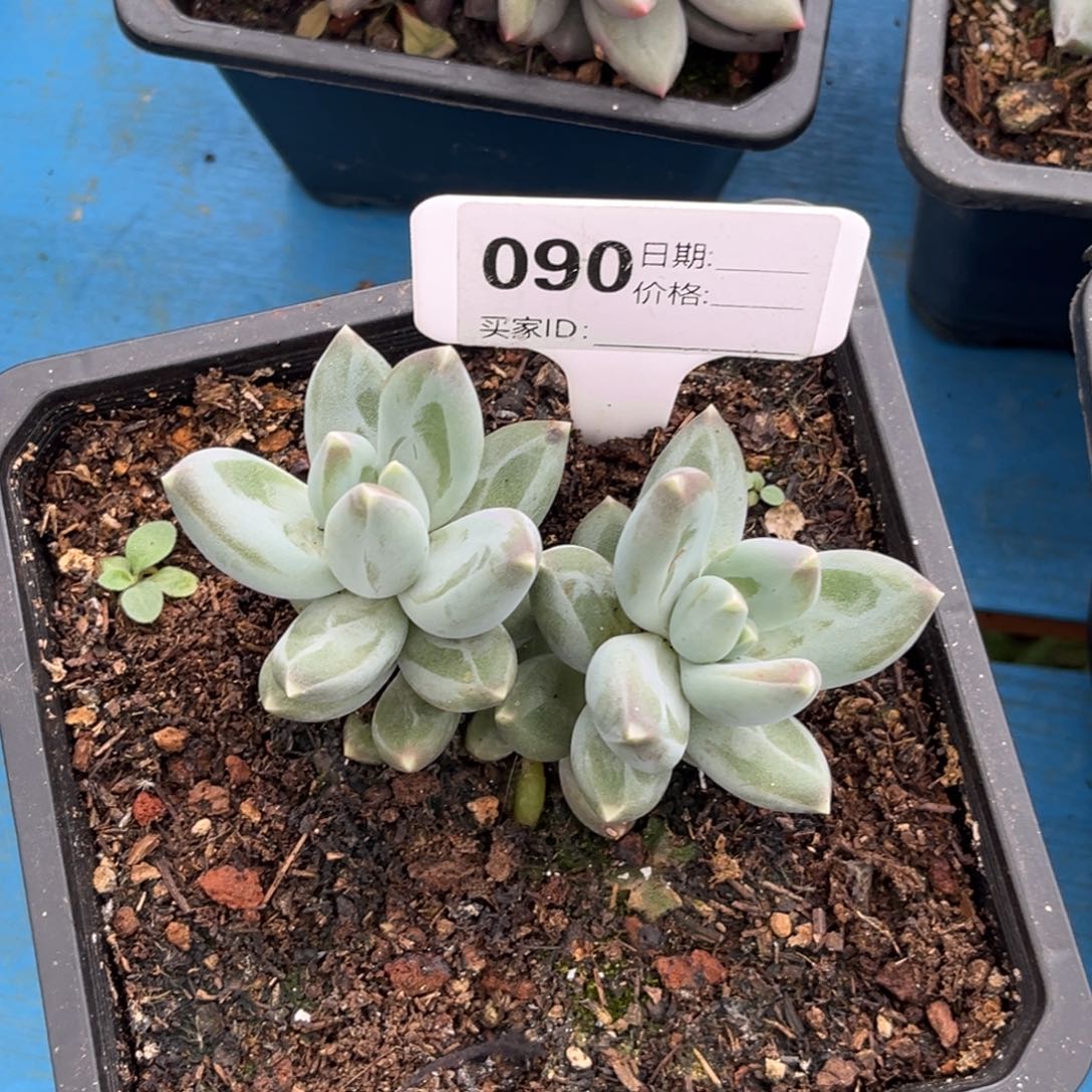 美人系多肉植物90