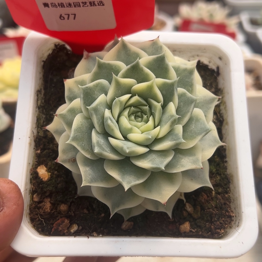 677号海琳娜锦多肉