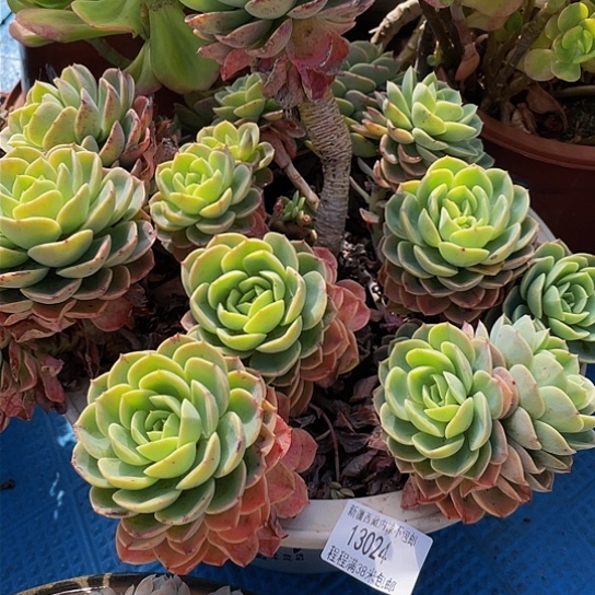 鸿****）哈密瓜13024多肉