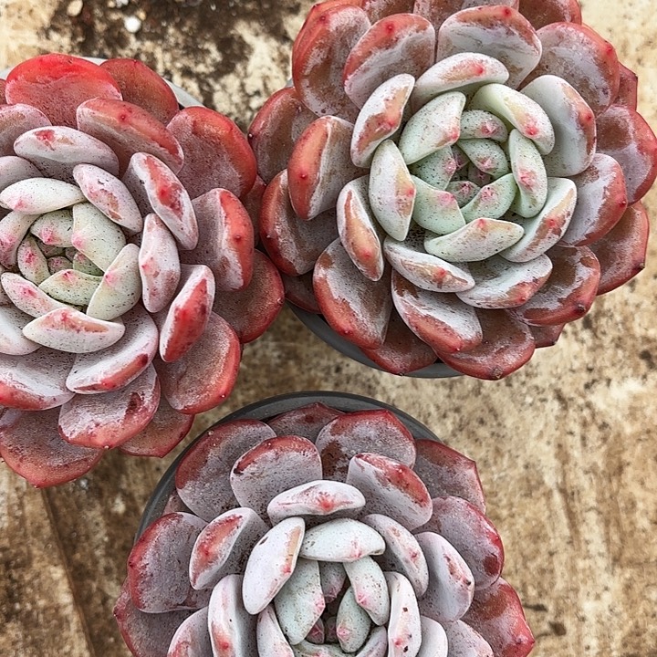 梦露两颗（拍满18发货、偏远地区不包邮）