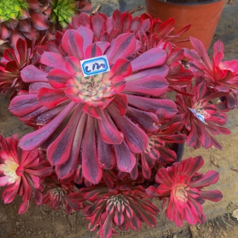 红同白多肉120多肉